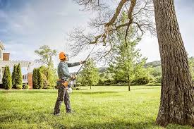 Trusted Mason, MI  Tree Services Experts