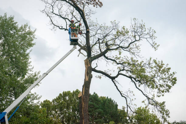 Why Choose Our Tree Removal Services in Mason, MI?