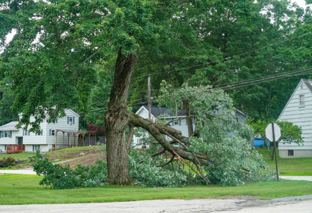 Best Seasonal Cleanup (Spring/Fall)  in Mason, MI