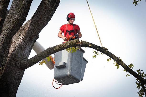 Best Arborist Consultation Services  in Mason, MI