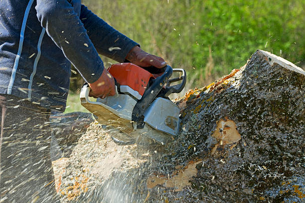 Best Tree Removal  in Mason, MI