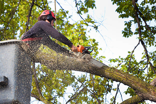 Best Stump Grinding and Removal  in Mason, MI